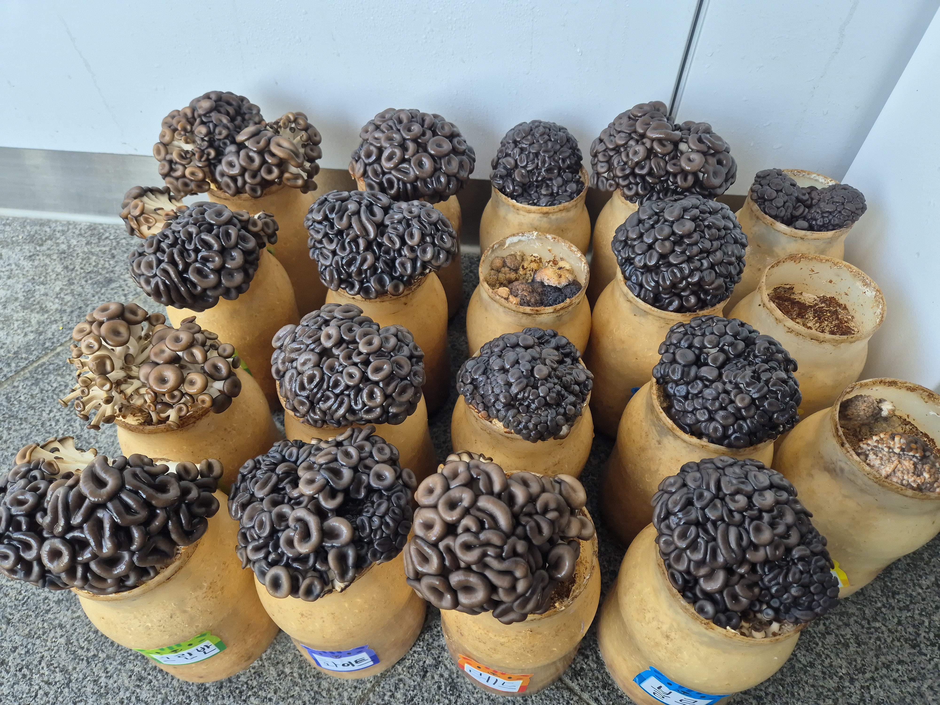 흑느타리버섯 재배&40;4.8.&41;